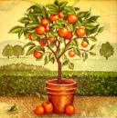 050 Lemons,  Oranges - 3-ply - Atelier